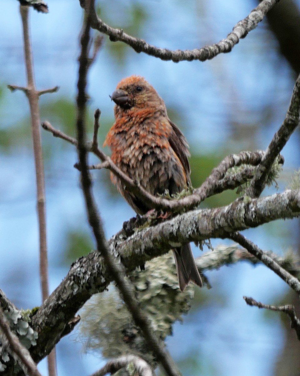 Red Crossbill - ML596382261