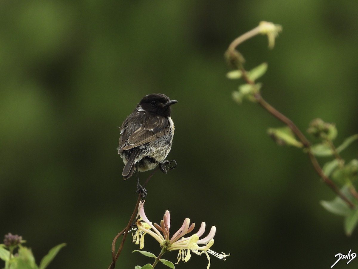 European Stonechat - ML596383691