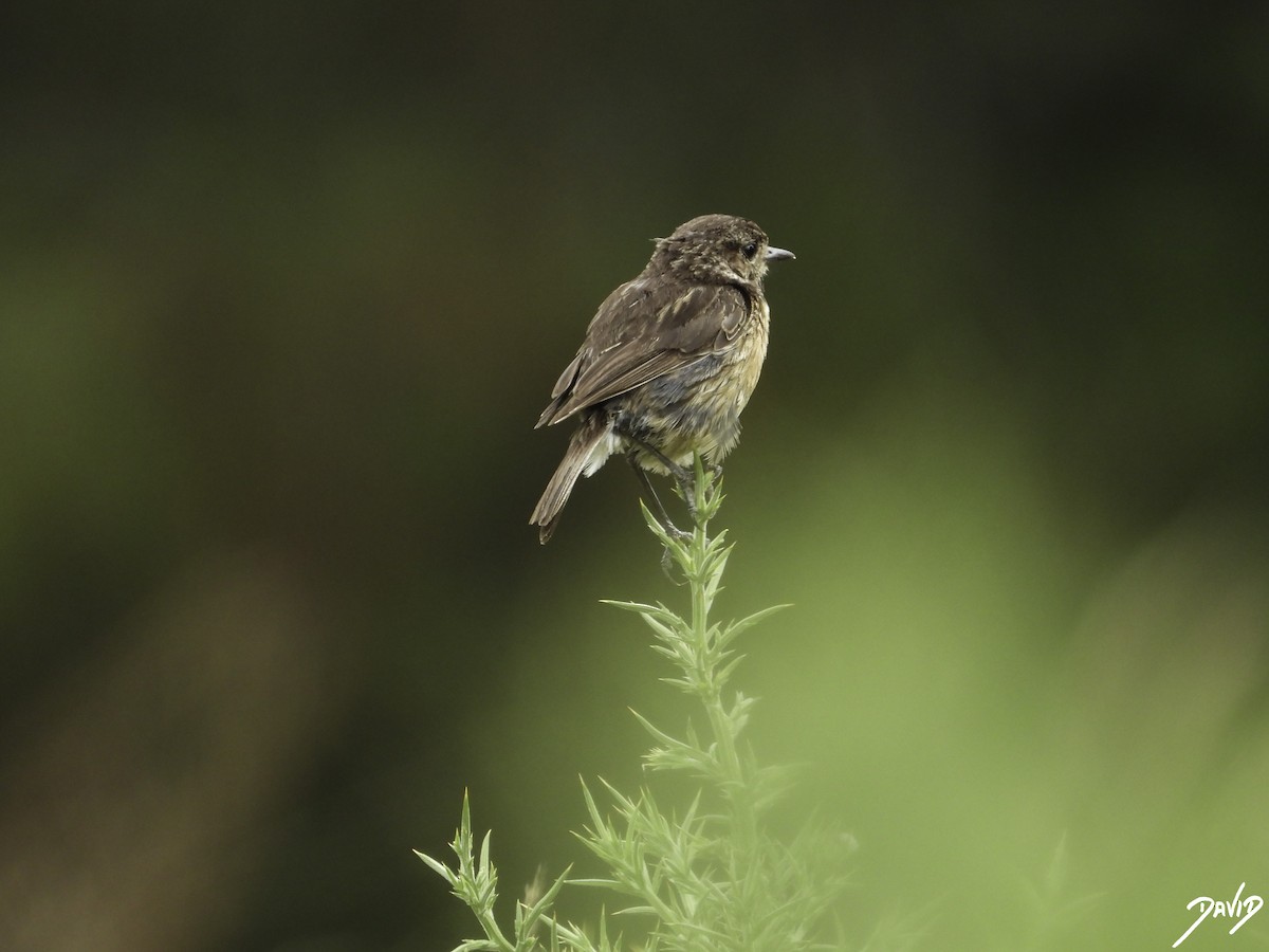 European Stonechat - ML596383711