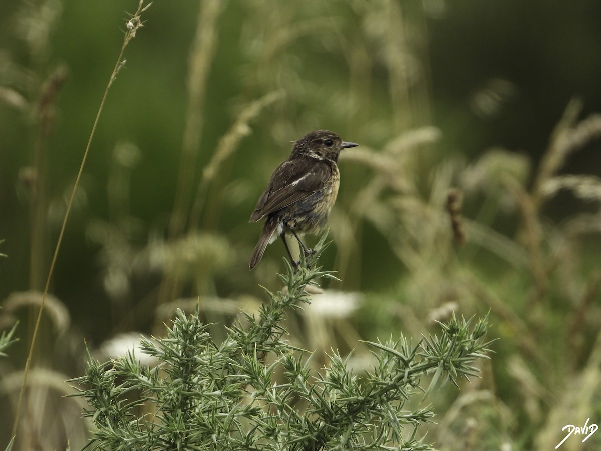 European Stonechat - ML596383721