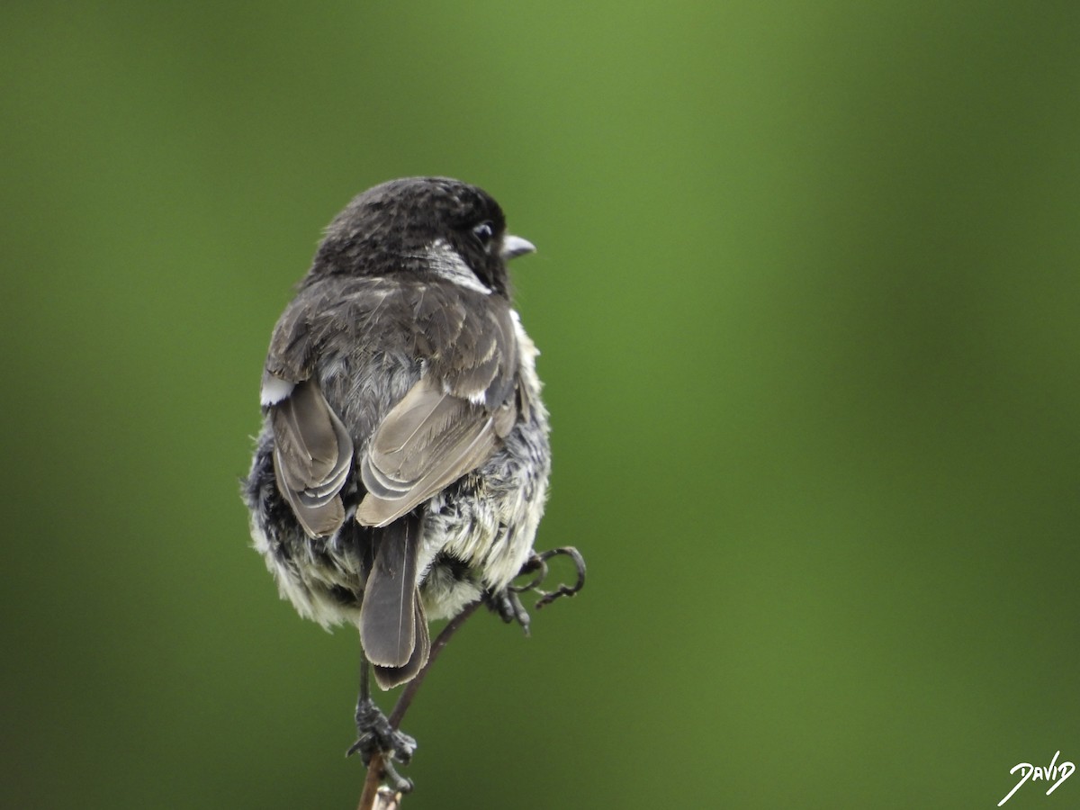 European Stonechat - David Alonso Otero