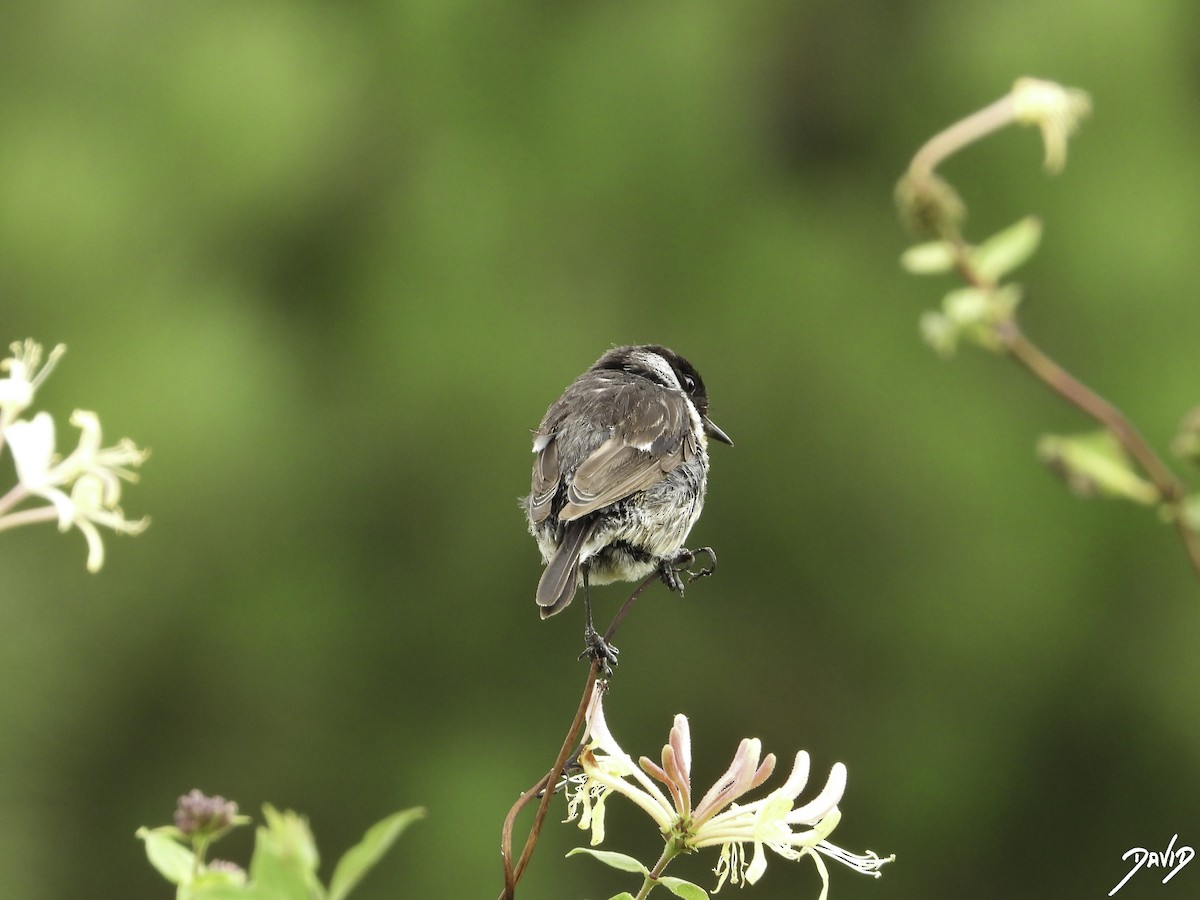 European Stonechat - ML596383771