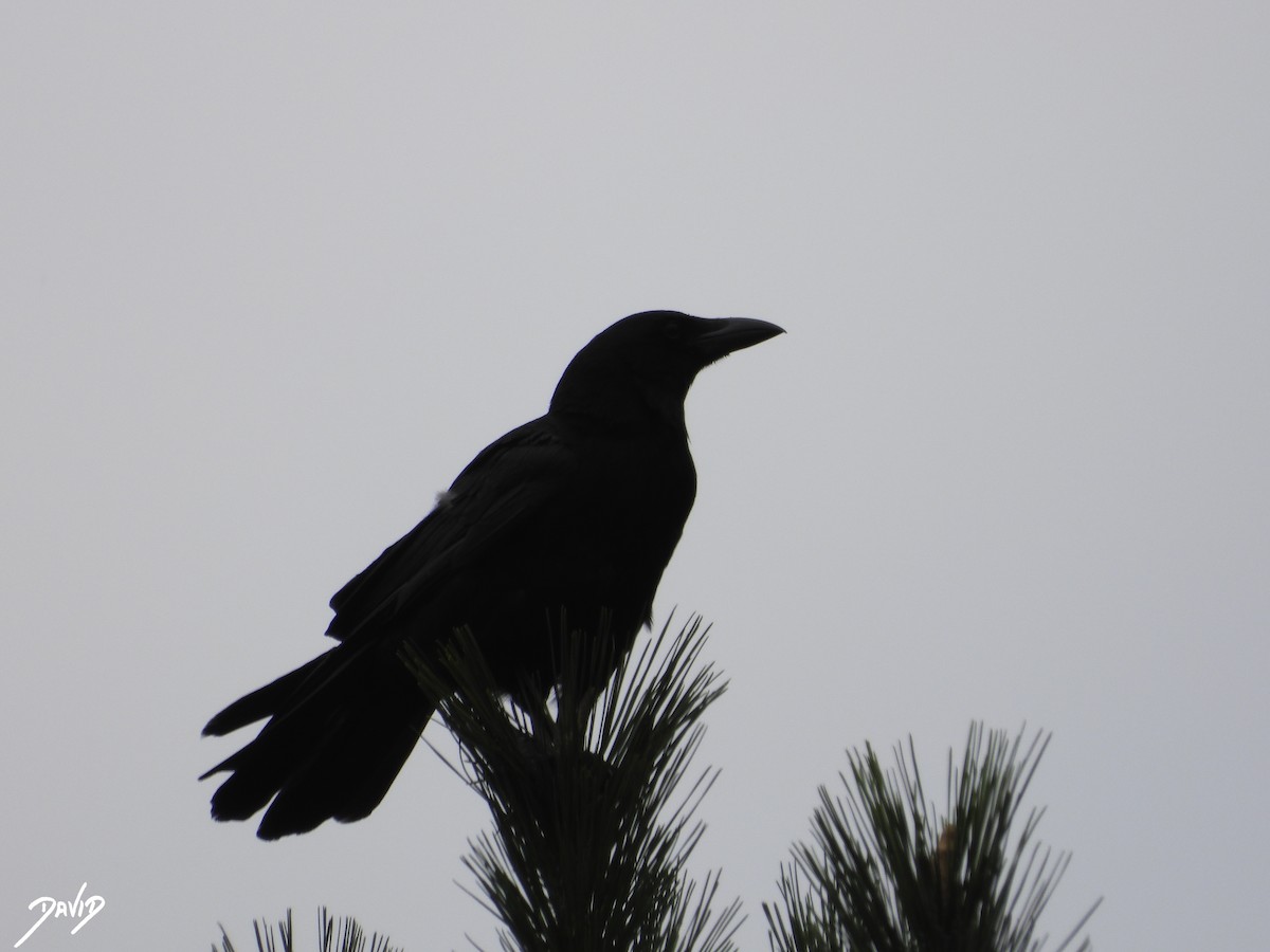 Carrion Crow - ML596383911