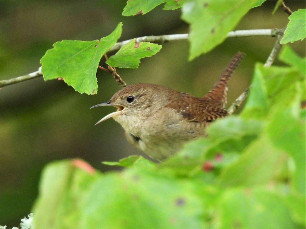 House Wren - Patricia and Richard Williams