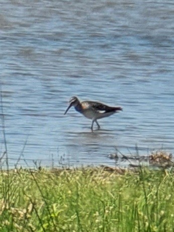 Шугуйн хөгчүү - ML596384221