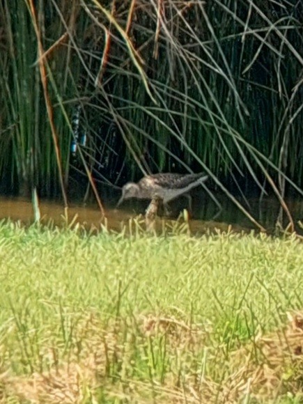 Шугуйн хөгчүү - ML596384231