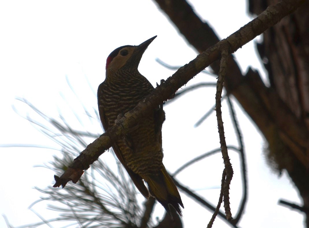 Golden-olive Woodpecker - ML596384361