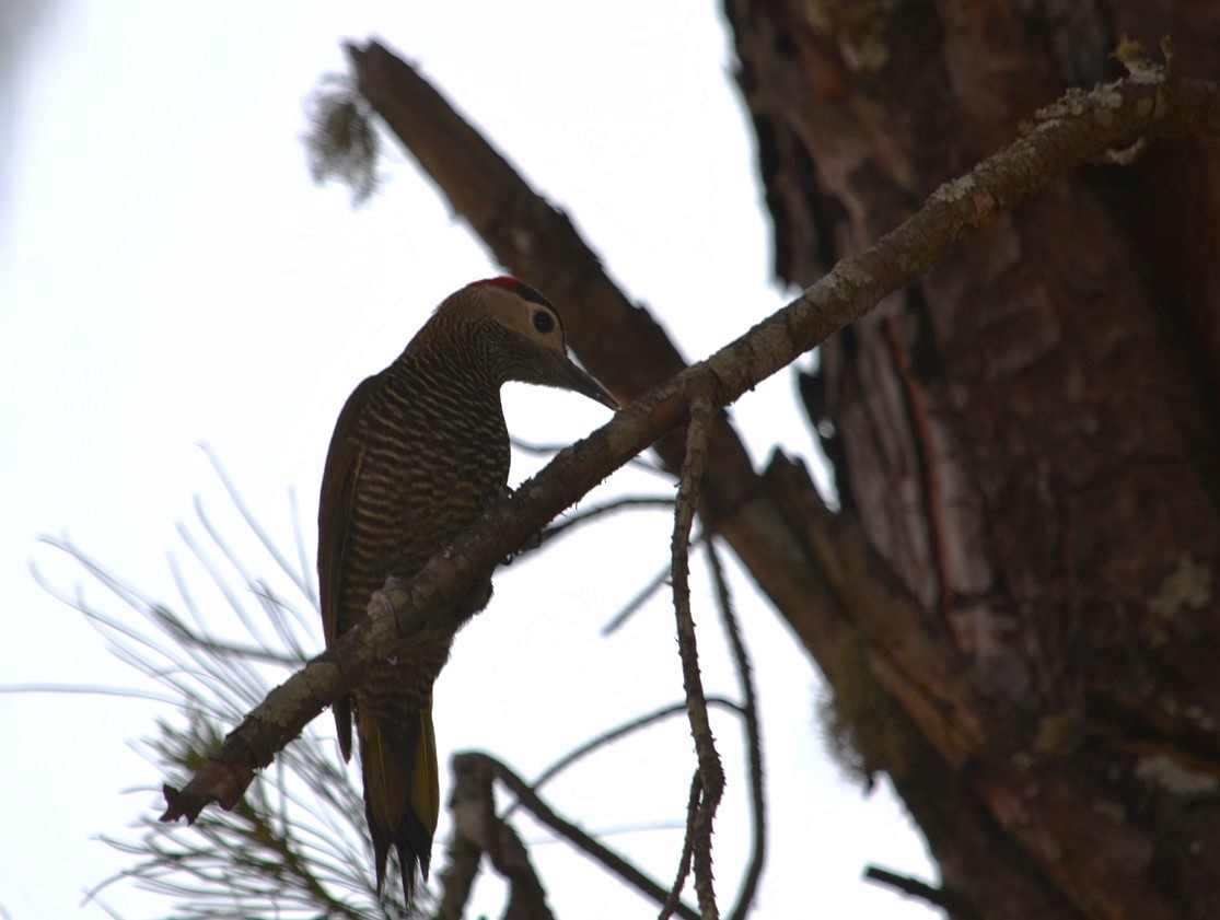 Golden-olive Woodpecker - ML596384381
