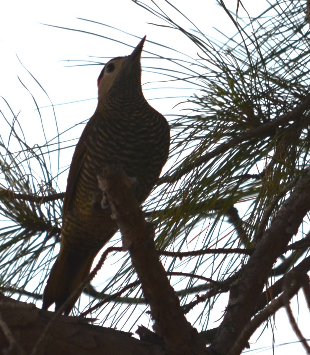 Golden-olive Woodpecker - ML596384391