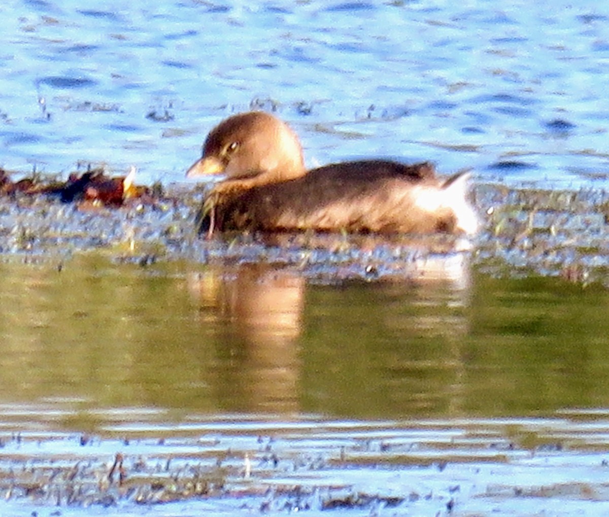 Pied-billed Grebe - ML596384461