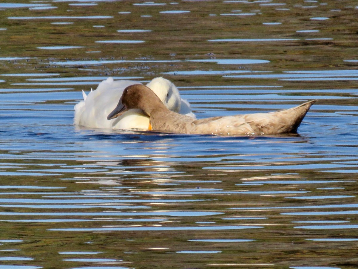 Mallard (Domestic type) - ML596384691