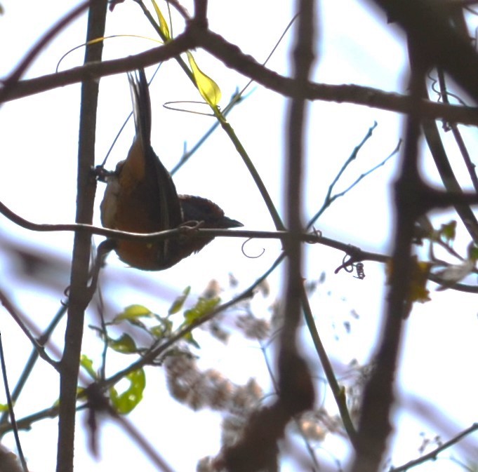 Rusty-browed Warbling Finch - ML596384711