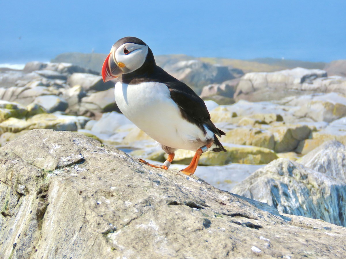 Atlantic Puffin - Rick Thomas