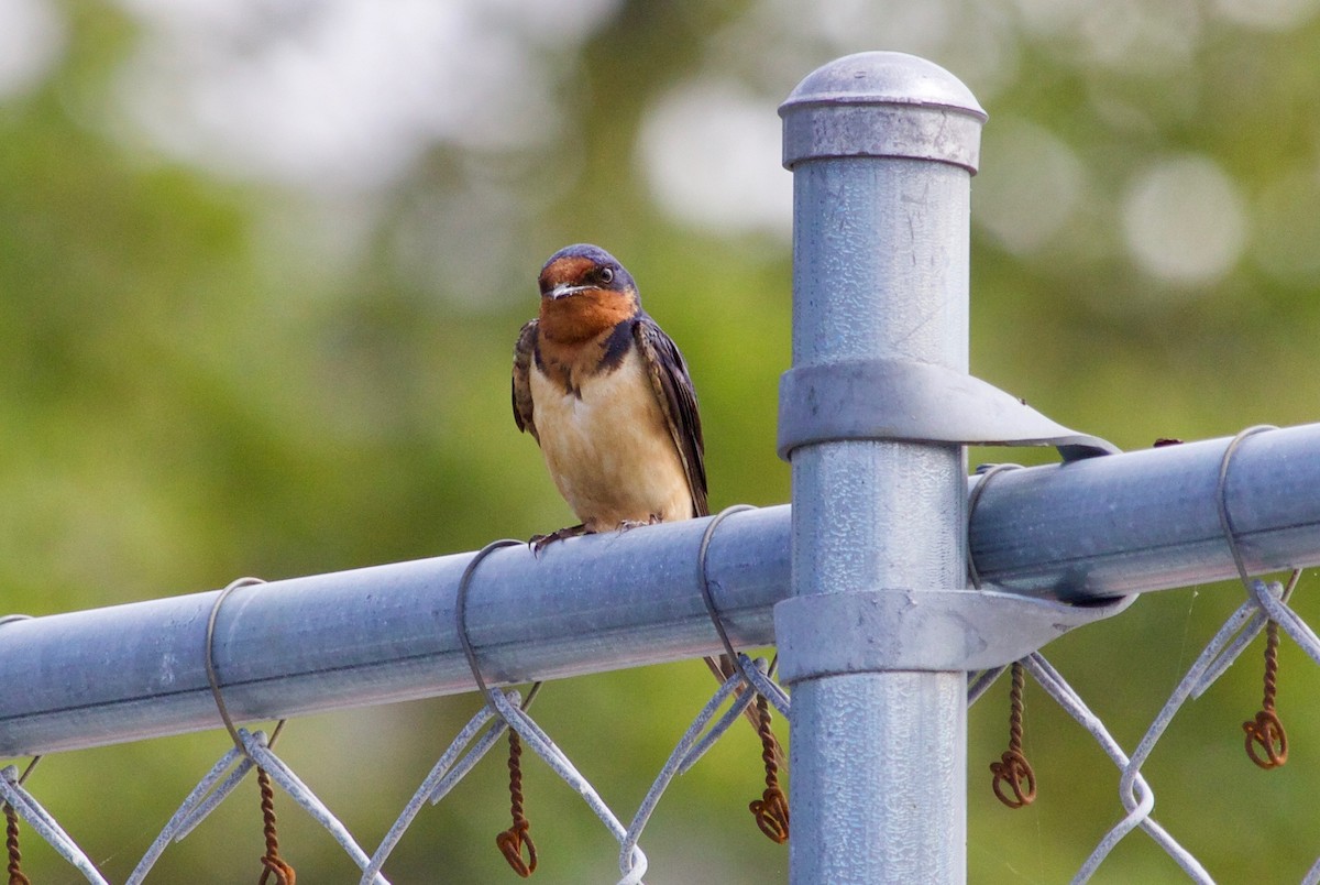 Golondrina Común - ML596385991