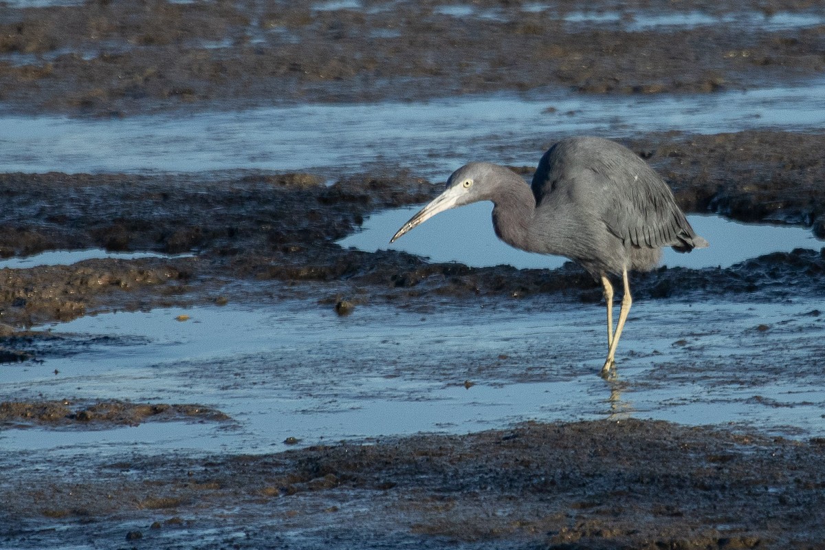 Little Blue Heron - ML596386191