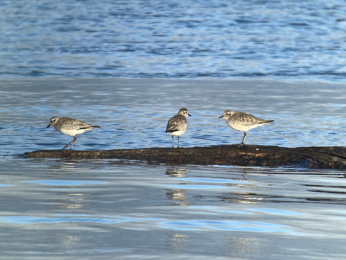 Black-bellied Plover - ML596386361