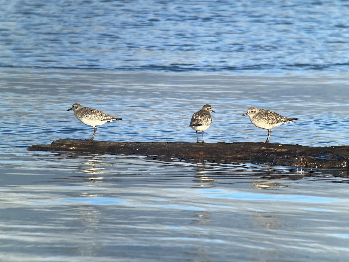 Black-bellied Plover - Ann Monk