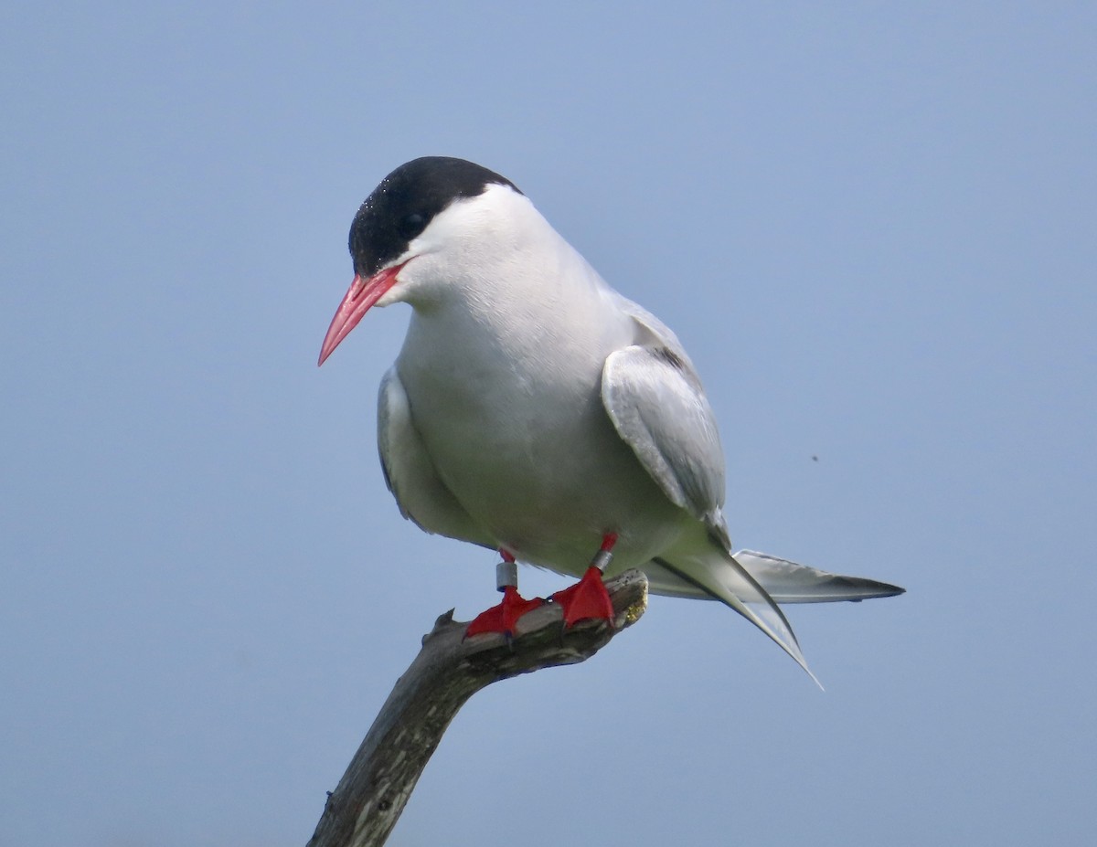 Arctic Tern - Rick Thomas