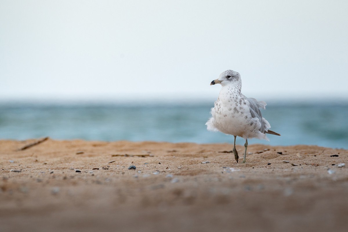 Ring-billed Gull - ML596387561