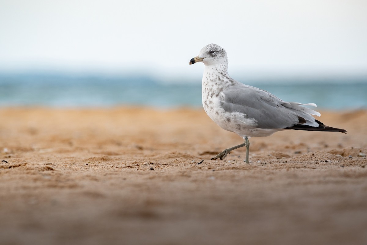 Ring-billed Gull - ML596387611