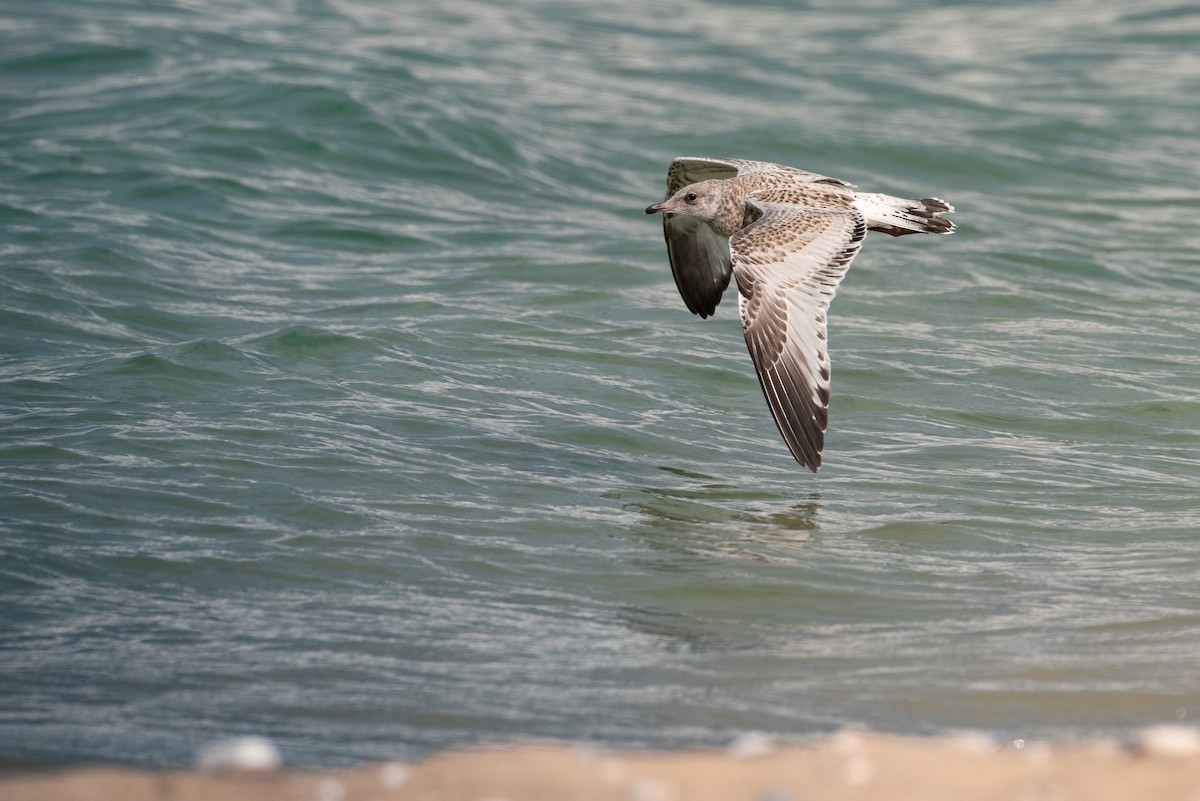 Ring-billed Gull - ML596387641