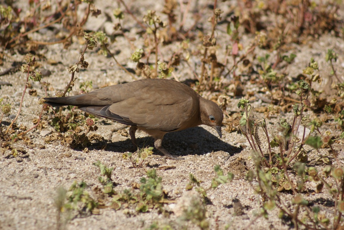 Black-winged Ground Dove - ML596387661
