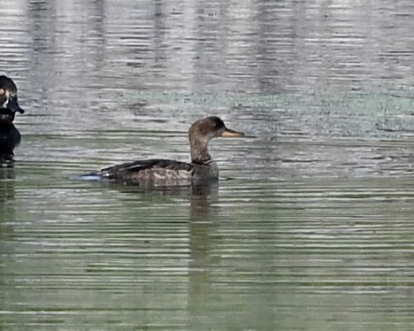 Hooded Merganser - Joe Wujcik