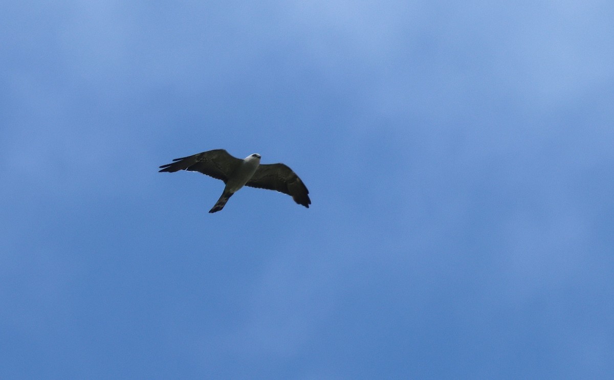 Mississippi Kite - ML596391451