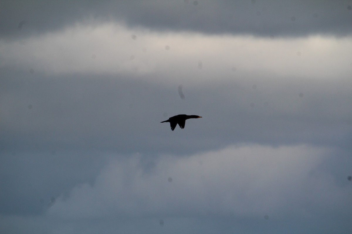 Double-crested Cormorant - ML596392851