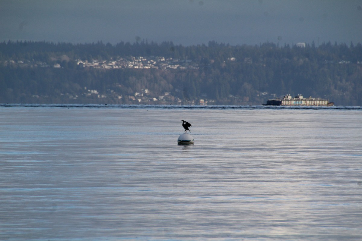 Double-crested Cormorant - ML596392861