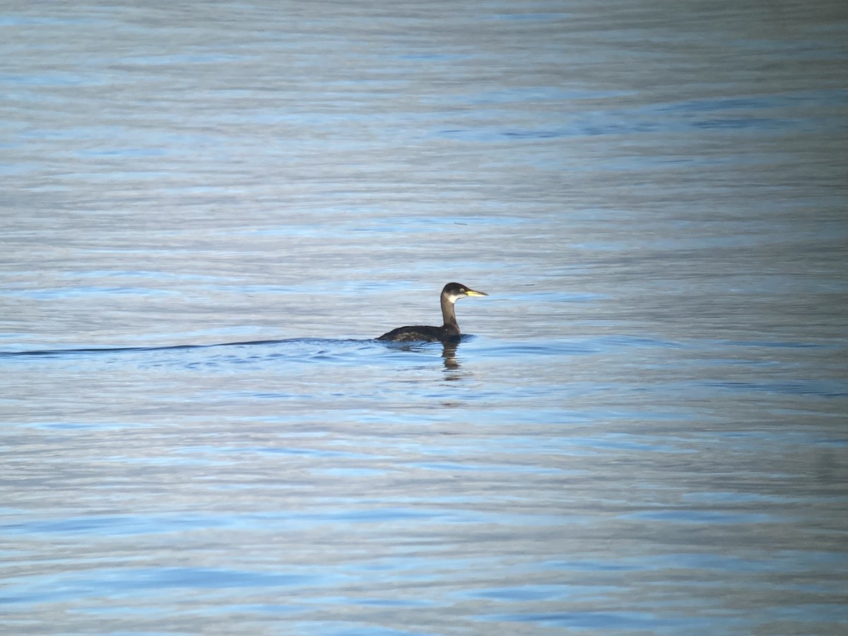 Red-necked Grebe - ML596393711