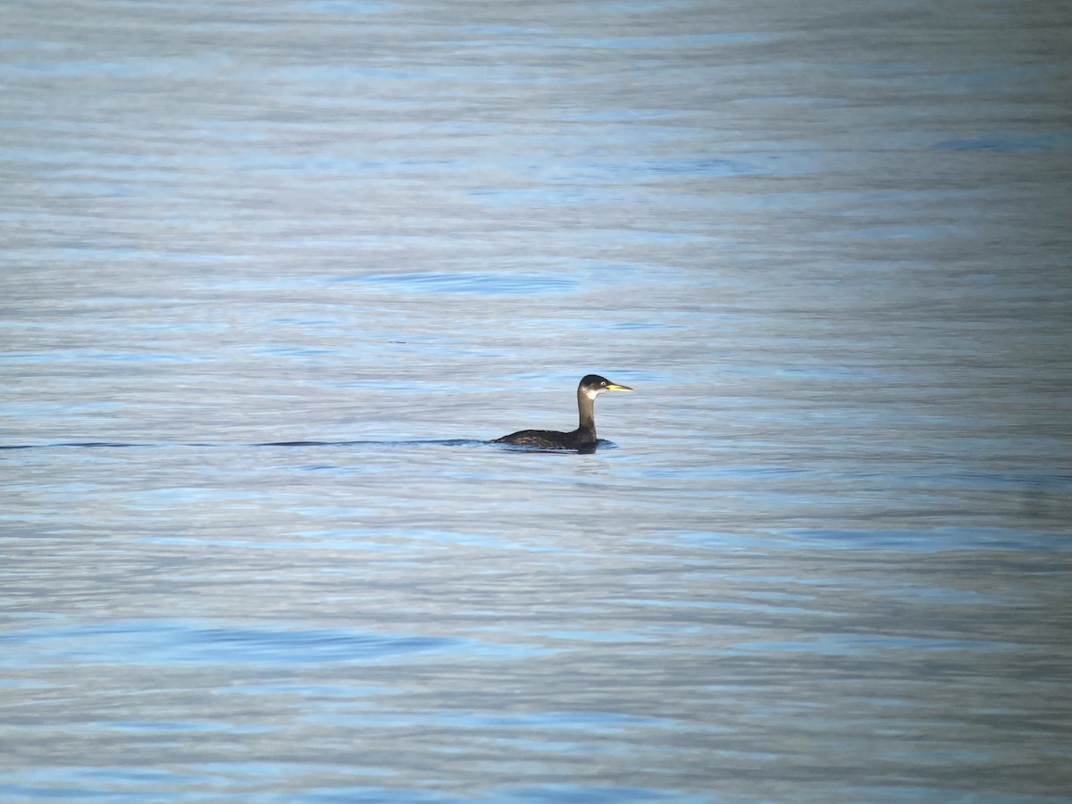 Red-necked Grebe - ML596393721