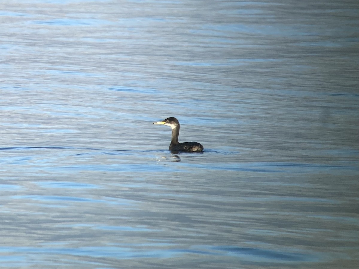 Red-necked Grebe - ML596393731