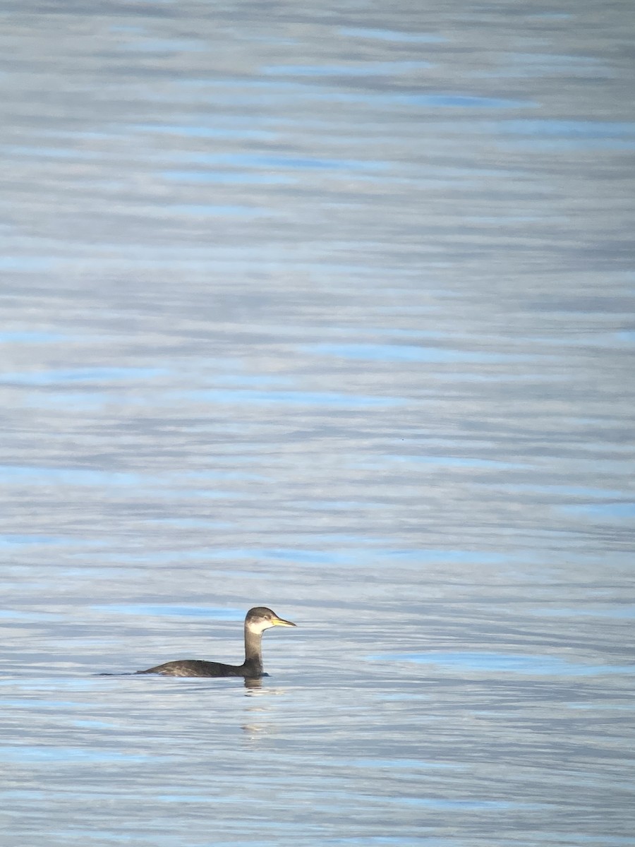 Red-necked Grebe - ML596393741