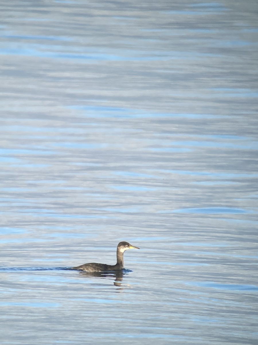 Red-necked Grebe - ML596393751