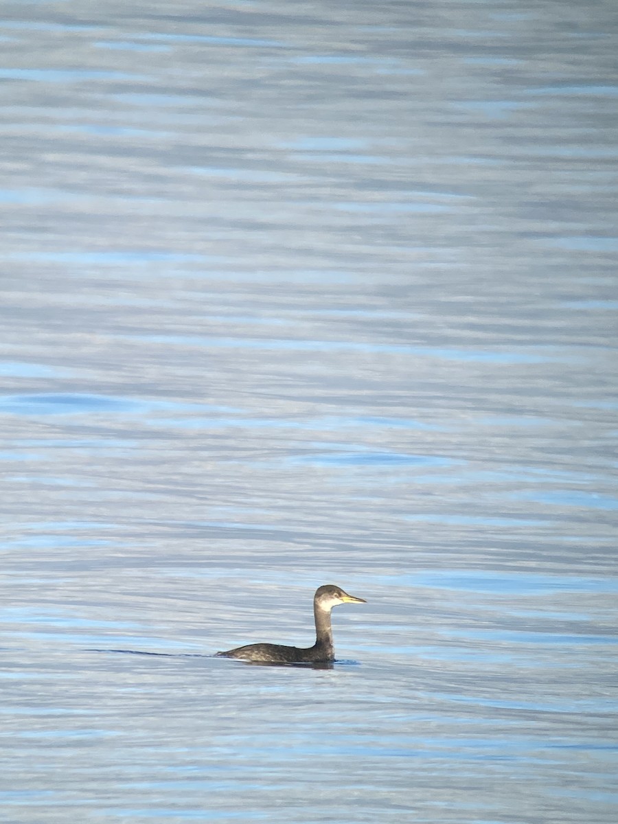 Red-necked Grebe - ML596393761