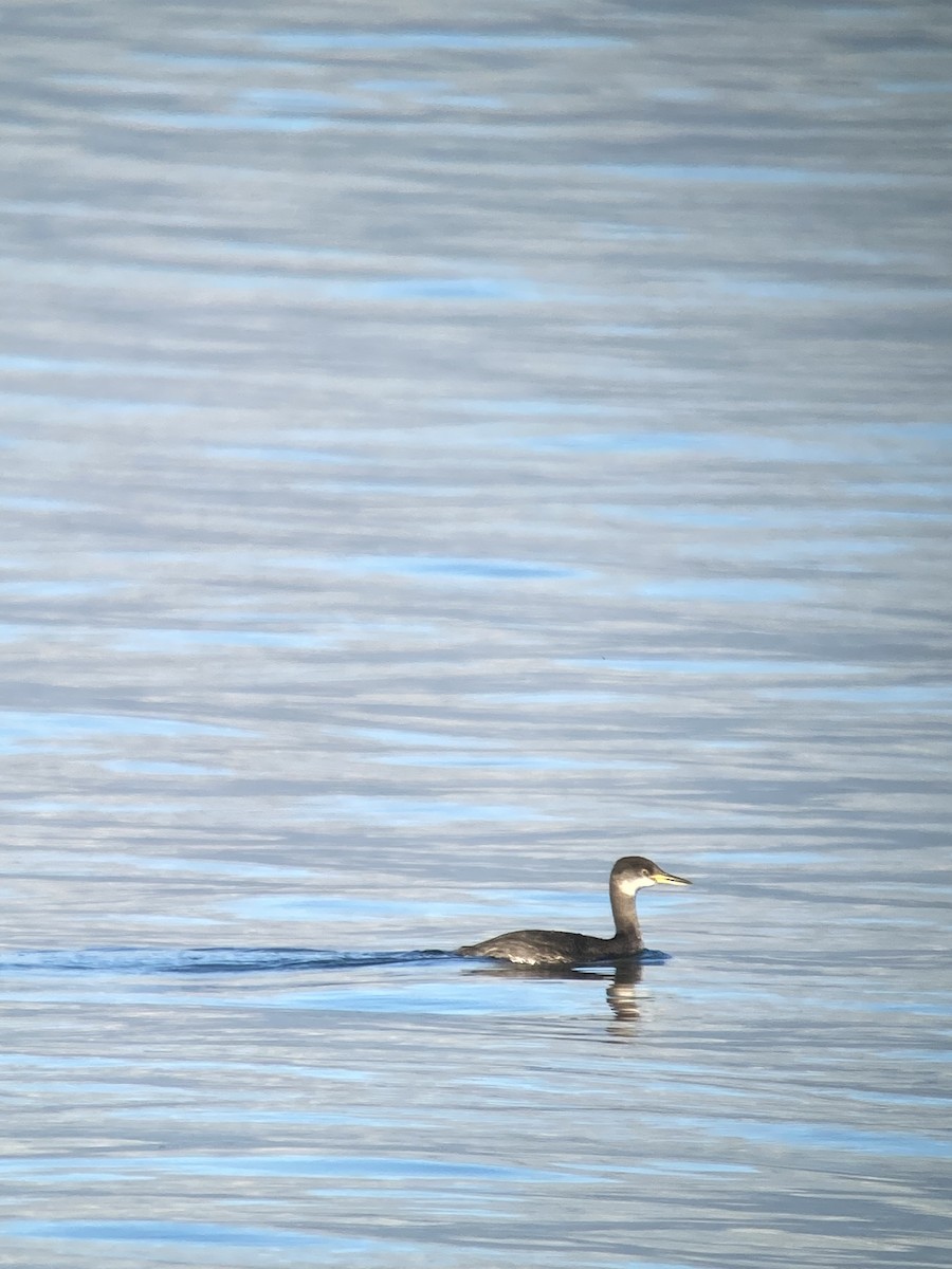 Red-necked Grebe - ML596393771