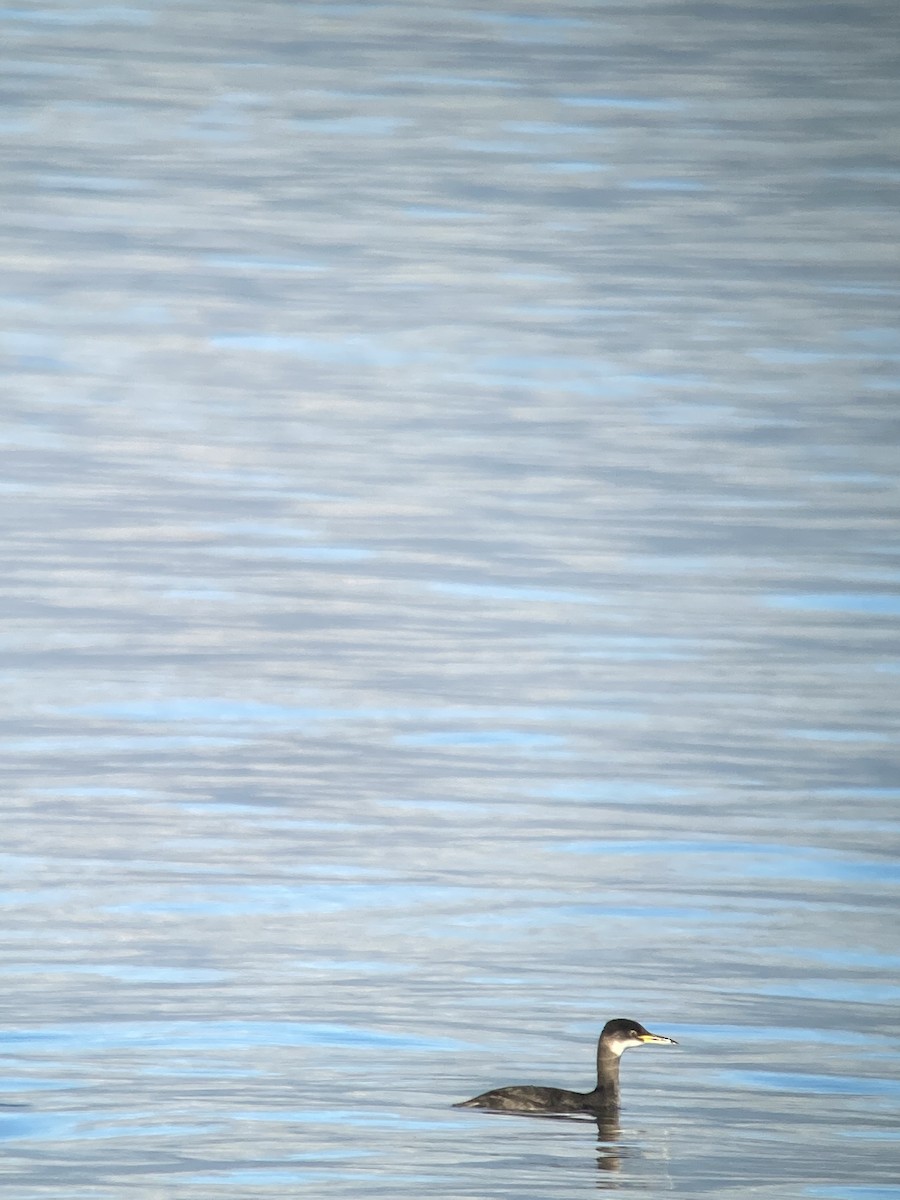 Red-necked Grebe - ML596393781