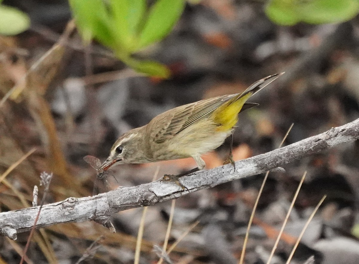 Palm Warbler - ML596394121