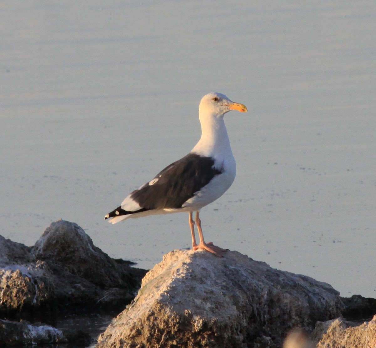 Western Gull - ML596394171