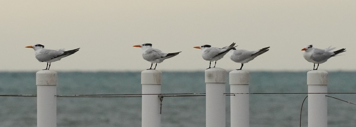 Royal Tern - ML596394181