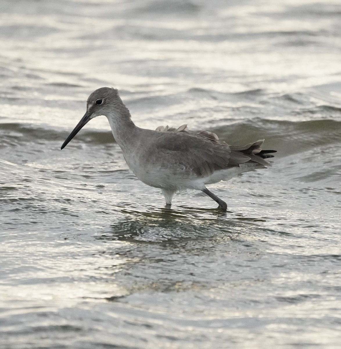 Willet - ML596394211