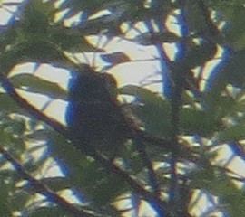 Spotted Towhee - ML596394361