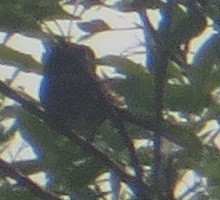 Spotted Towhee - ML596394371