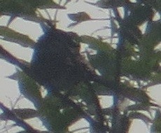 Spotted Towhee - ML596394391