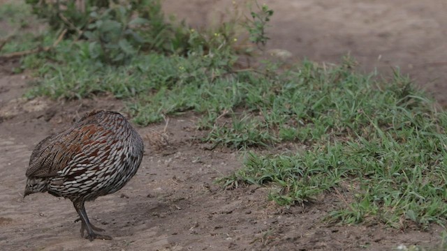 Francolin à poitrine grise - ML596394461