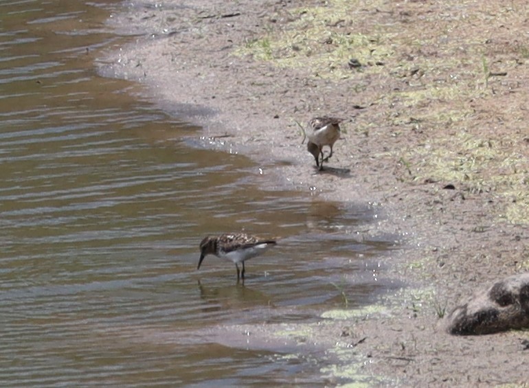 Semipalmated Sandpiper - ML596394591