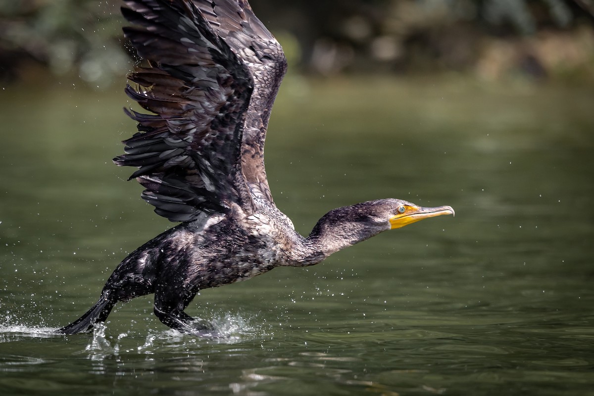 Double-crested Cormorant - ML596394911