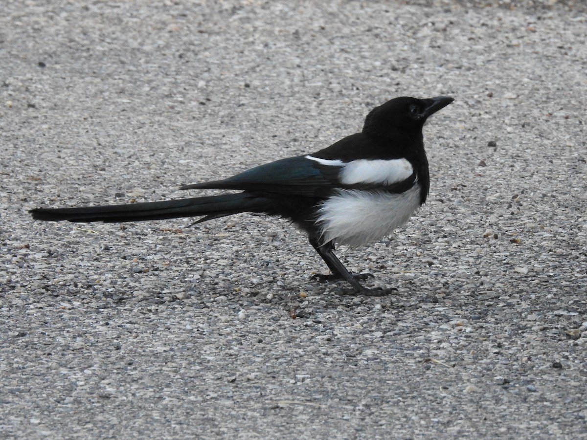 Black-billed Magpie - ML596394991