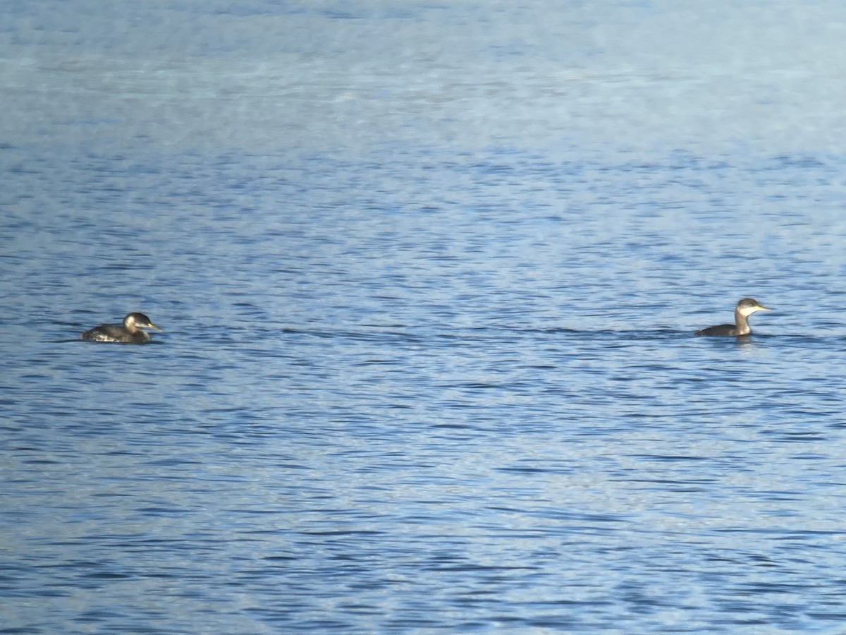 Red-necked Grebe - ML596395151